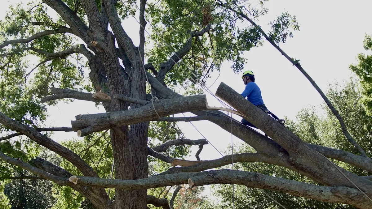 Professional Crown Thinning performed by certified arborists in Nederland
