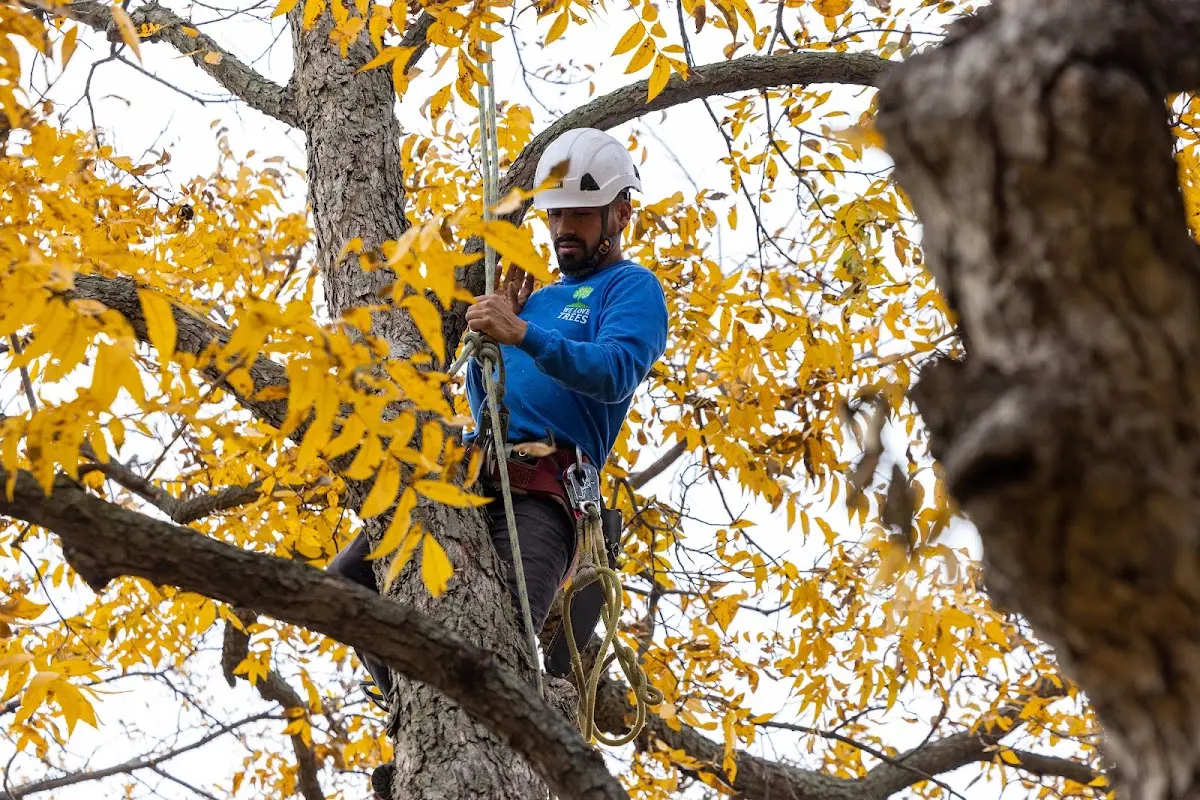 Skilled Tree Planing crew working in Nederland